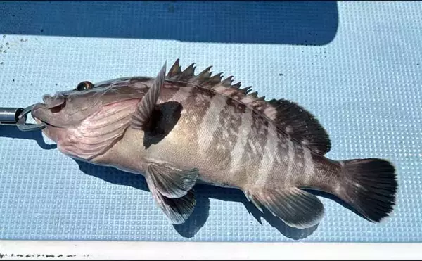 「洲崎沖で高級魚「マハタ」を狙う根魚五目釣り　本命＆多彩なゲストと対面成功！【萬栄丸・千葉】」の画像