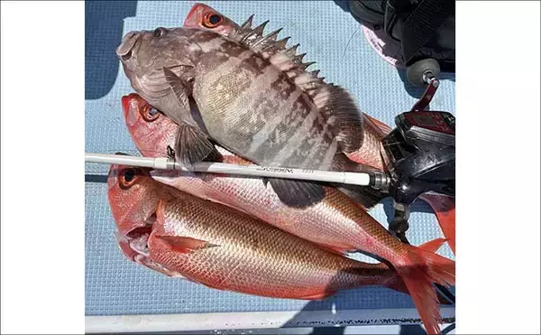 「洲崎沖で高級魚「マハタ」を狙う根魚五目釣り　本命＆多彩なゲストと対面成功！【萬栄丸・千葉】」の画像