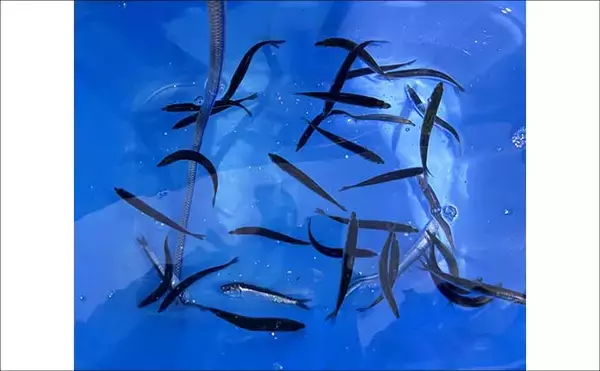 「洲崎沖で高級魚「マハタ」を狙う根魚五目釣り　本命＆多彩なゲストと対面成功！【萬栄丸・千葉】」の画像