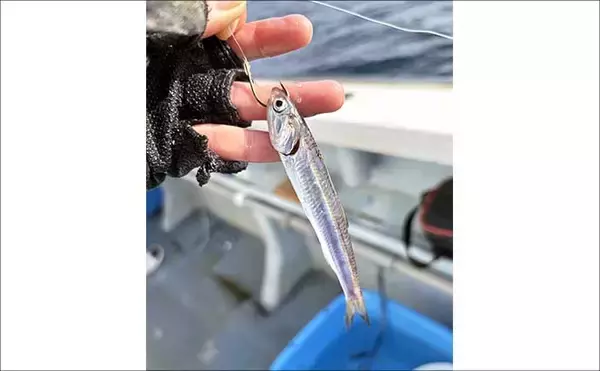 「洲崎沖で高級魚「マハタ」を狙う根魚五目釣り　本命＆多彩なゲストと対面成功！【萬栄丸・千葉】」の画像