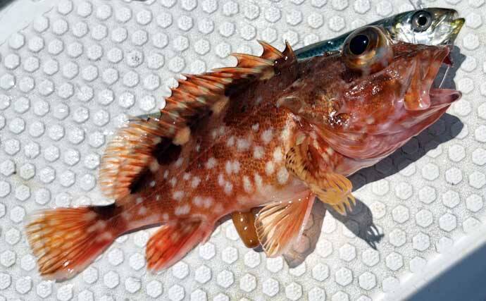 洲崎沖で高級魚「マハタ」を狙う根魚五目釣り　本命＆多彩なゲストと対面成功！【萬栄丸・千葉】
