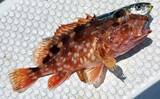 「洲崎沖で高級魚「マハタ」を狙う根魚五目釣り　本命＆多彩なゲストと対面成功！【萬栄丸・千葉】」の画像7