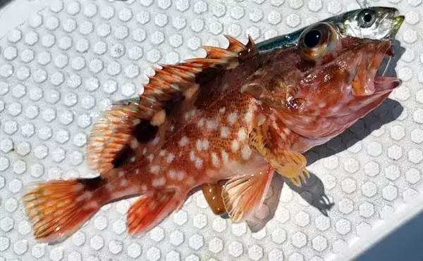 「洲崎沖で高級魚「マハタ」を狙う根魚五目釣り　本命＆多彩なゲストと対面成功！【萬栄丸・千葉】」の画像