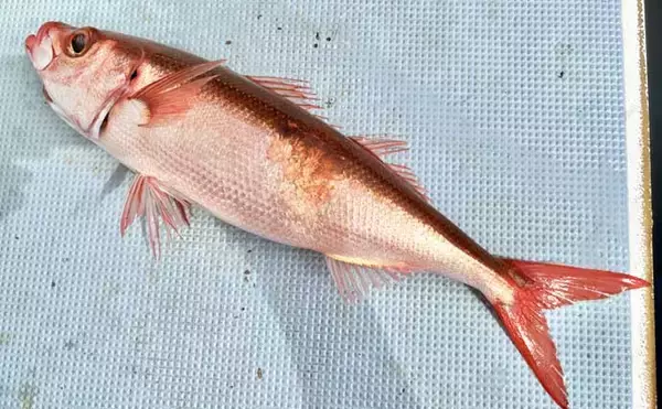 「洲崎沖で高級魚「マハタ」を狙う根魚五目釣り　本命＆多彩なゲストと対面成功！【萬栄丸・千葉】」の画像