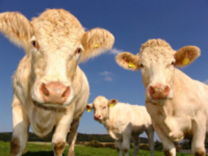 より健康な牛のためのスマートファーミング： ファームプロの「ファームプラスケア」
