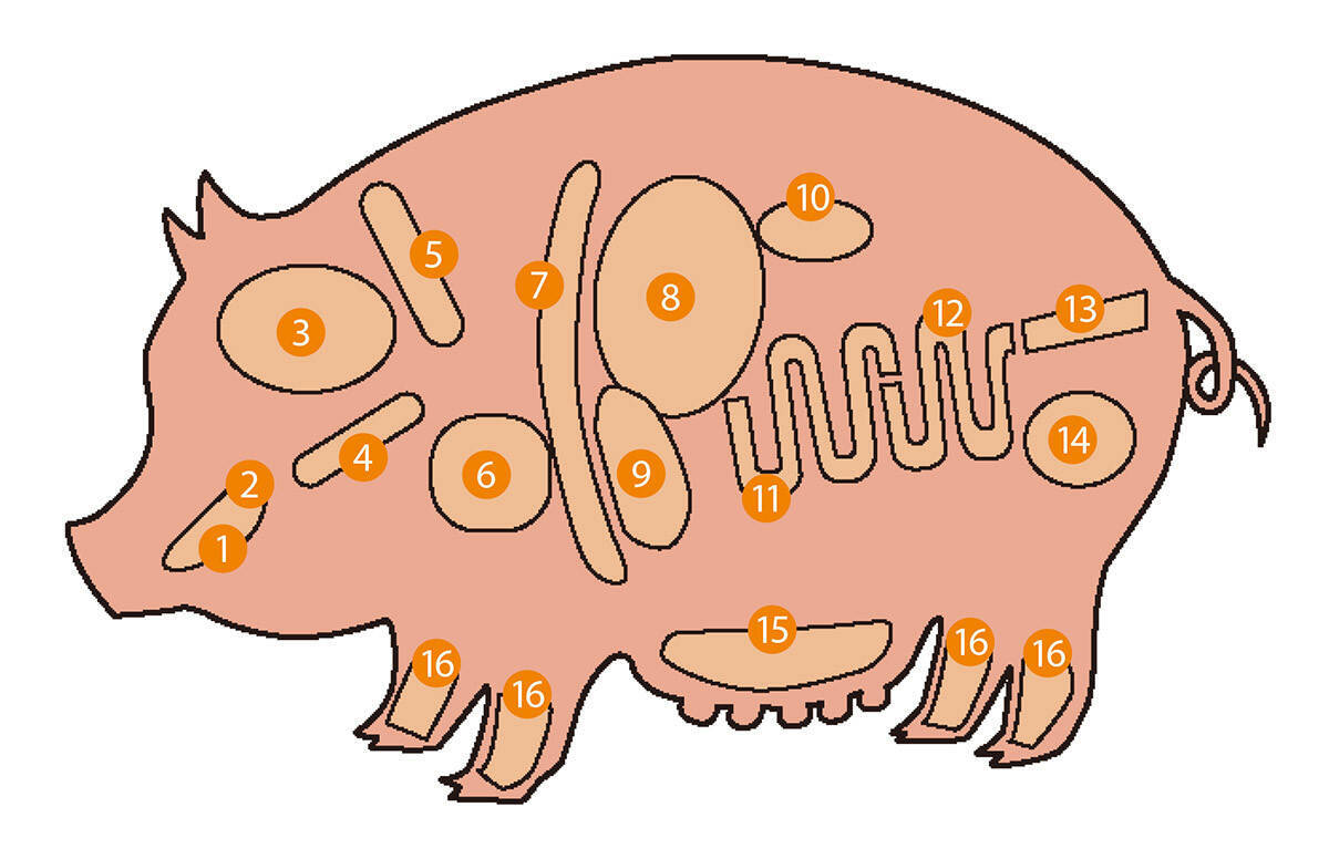 全部知ってたらかなり 肉通 部位別 豚ホルモン 全16種 食感と美味しさを比べてみた 14年7月15日 エキサイトニュース