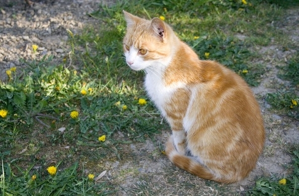 ホント 猫 にまつわる5つの オカルト な俗説 噂をまとめてみた 15年6月26日 エキサイトニュース