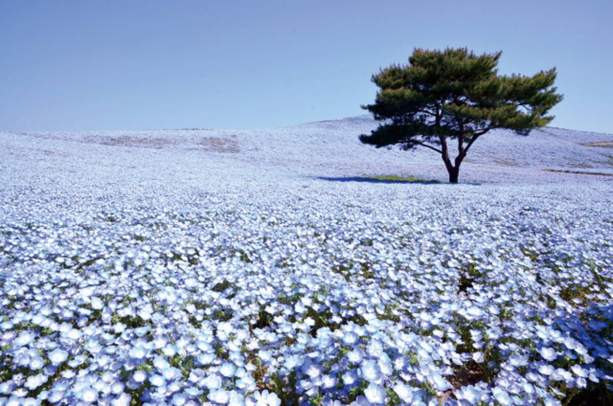 青 の絶景が美しすぎる 450万本のネモフィラは青空につながる 花の絨毯 19年2月27日 エキサイトニュース