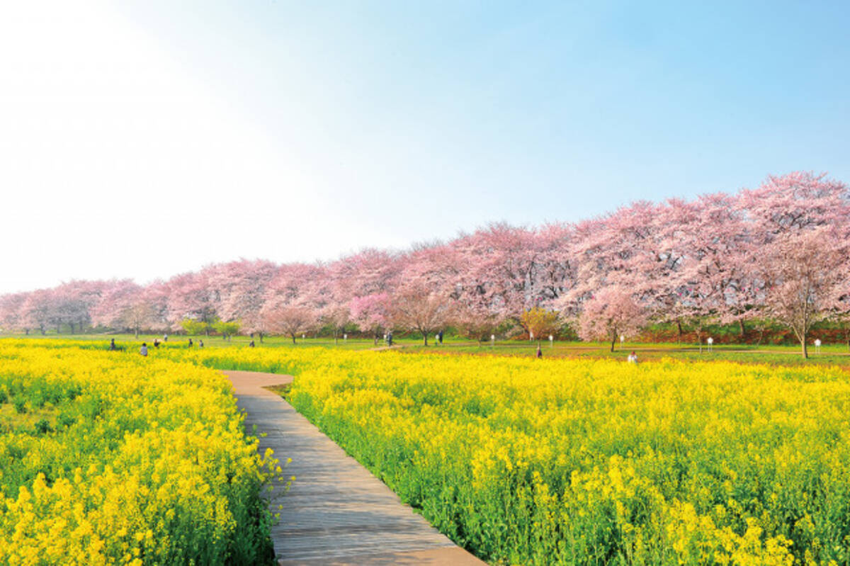 お花見はココに行こう 千本桜と菜の花のコントラストが生む絶景スポット 19年3月6日 エキサイトニュース