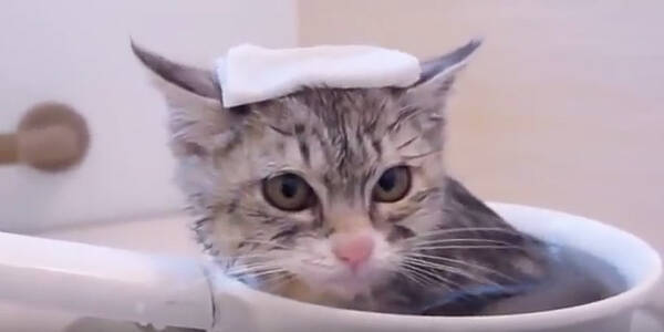 猫 いい湯だニャ まったり癒される 猫とお風呂 動画3選 15年11月25日 エキサイトニュース