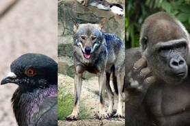 衝撃格闘動画 ゴリラ Vs ゴリラがスーパーサイヤ人同士のバトルに見えるほどのド迫力 16年1月19日 エキサイトニュース