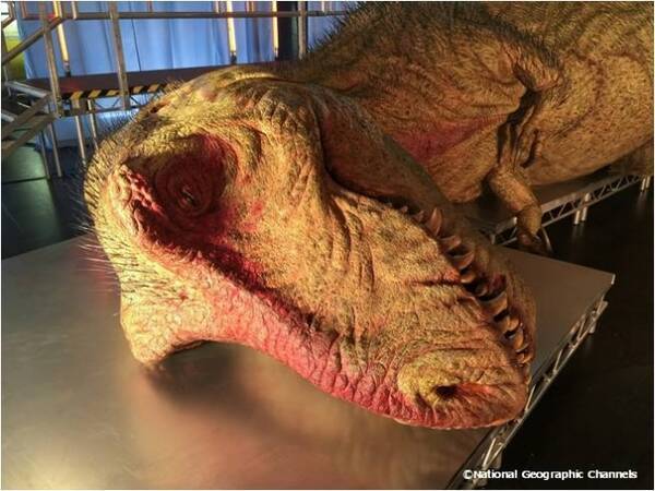 恐竜大発見展 全長13m ティラノ 標本がリアルすぎる まだ見ぬ 恐竜 の秘密 世界初公開 16年3月1日 エキサイトニュース