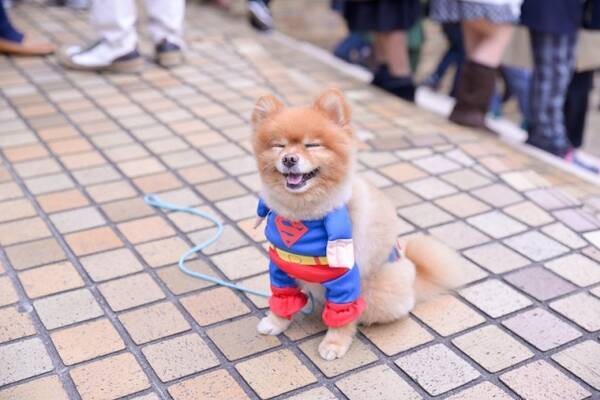 コスプレ犬にメロメロ 池袋ハロウィン16 コスプレ写真まとめvol 5 すーぱーふみな ポケモンほか 16年11月2日 エキサイトニュース