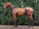 「【セレクトセール2026】１歳馬セッション　「億超え」の高額馬のなかで現場のプロがほれ込んだ４頭」の画像1