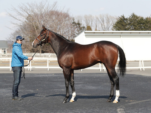 名牝ブエナビスタの子 ブエナベントゥーラが初勝利 年10月31日 エキサイトニュース