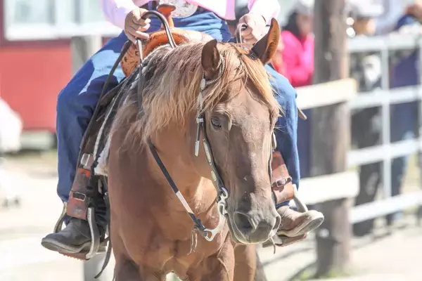 自動車メーカーの常套句！　「人馬一体」「ゴーカートフィーリング」「地を這うような走り」ってズバリどんな走り？