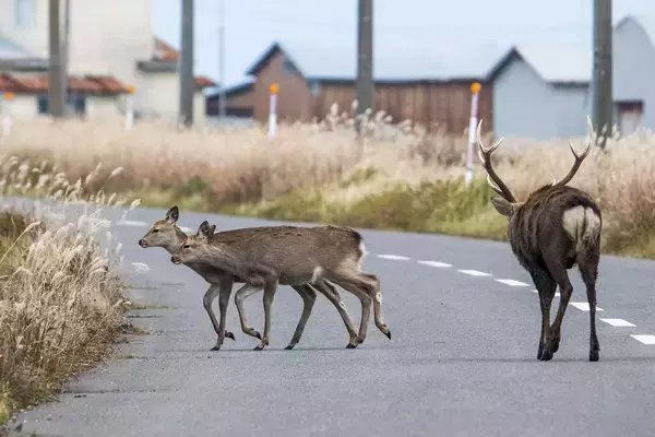 「高速で動物なんて見かけない……と思っていたらなんと年間５万件も起こっている！　高速での「ロードキル」の実態とは？」の画像