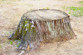最近復活の気配があるクルマのデザイン「コーダ・トロンカ」！　「切り株のようなお尻」ってどんなカタチ？