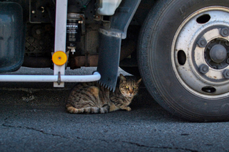 クルマを叩くとネコが救えるってどういうこと？　寒くなるこの時期はみんな「猫バンバン」をやって!!