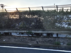 高速の中央分離帯に生えてる植物ってエラくね？　24時間排ガスに耐えている植物には重要な役割があった