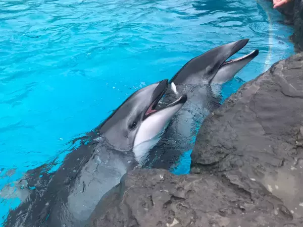 自動車動物園へようこそ！　全部わかればクルマ界のムツゴロウさん確実な「生き物系」車名＆愛称のクルマ19選