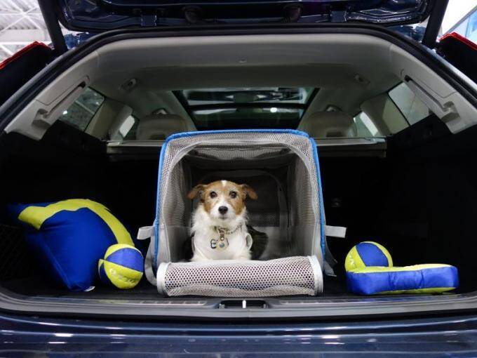 大好きなペットでもクサいのはイヤ！　クルマに動物臭残さない方法と染みついた臭いをを消す方法