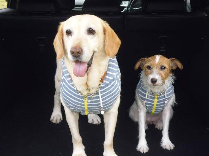 大好きなペットでもクサいのはイヤ！　クルマに動物臭残さない方法と染みついた臭いをを消す方法