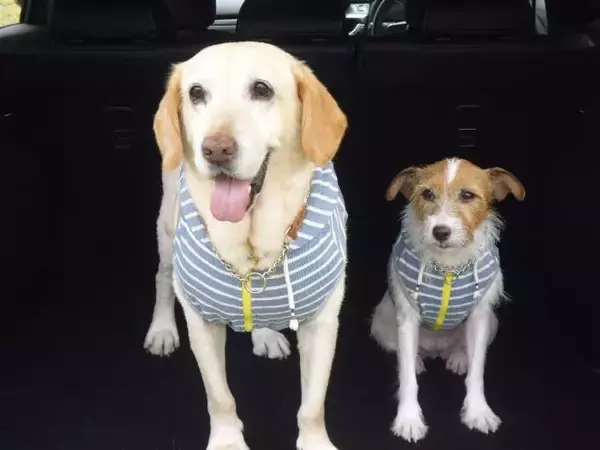 「大好きなペットでもクサいのはイヤ！　クルマに動物臭残さない方法と染みついた臭いをを消す方法」の画像