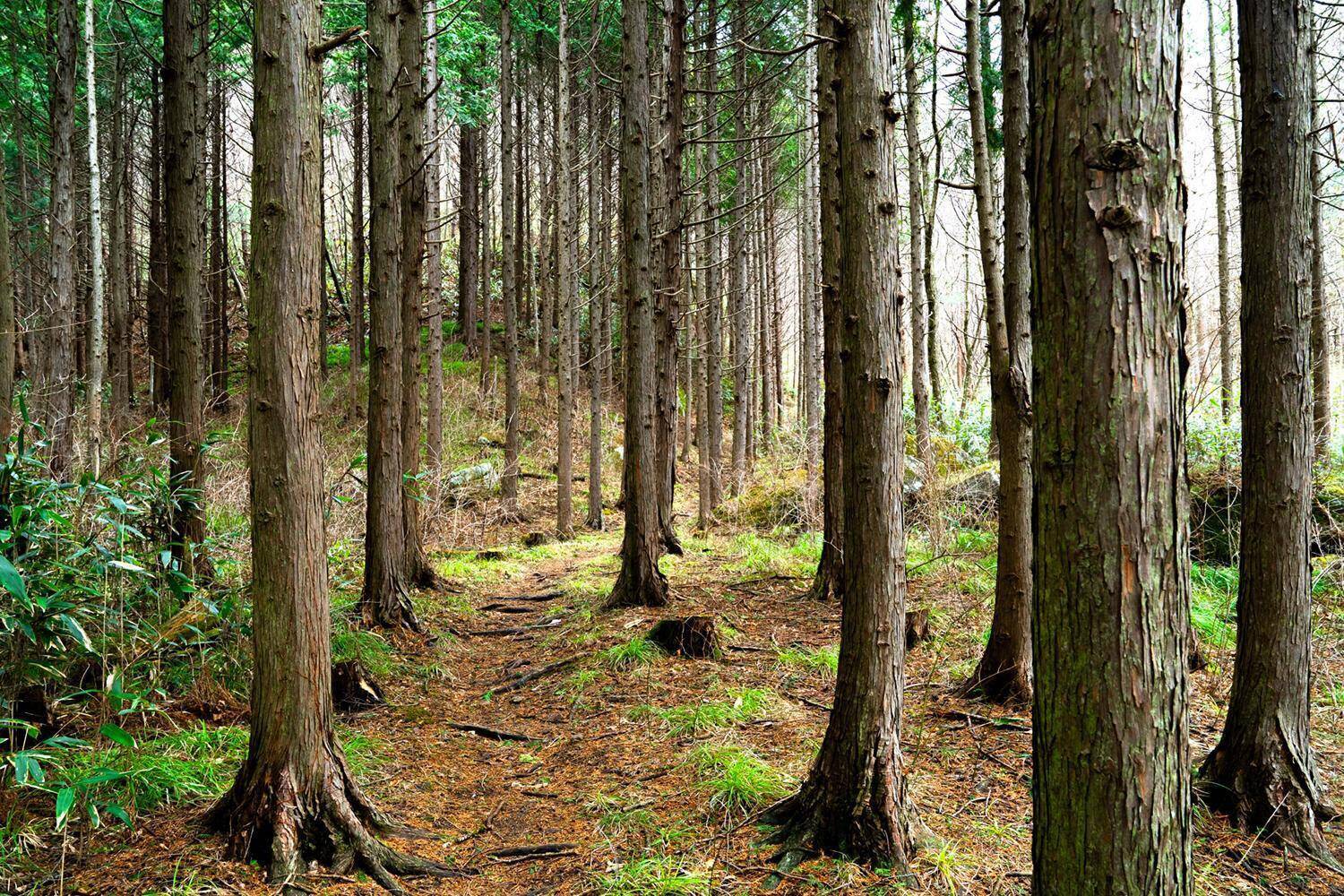 エンジン車の根絶が「正解」は視野が狭すぎる！　EV化以外にもあるクルマの進む道