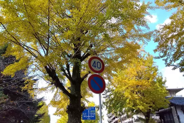 「道路にステッカーを貼り付け！　植木鉢や猫よけのペットボトルを置く！　罰則のある違法行為になる可能性が大だった」の画像