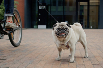 自転車に乗って「犬の散歩」は道交法違反の可能性大！　警視庁も違反と明言していた!!