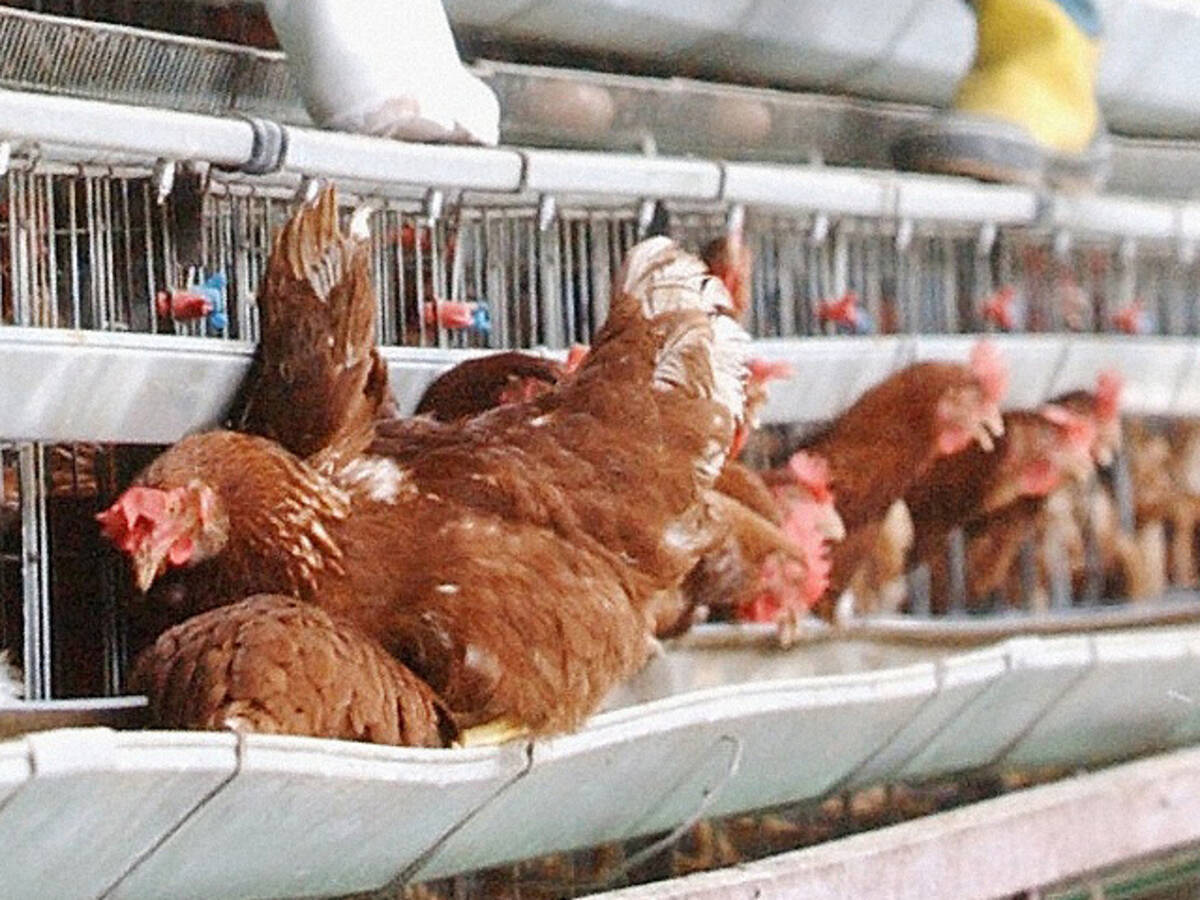 卵と鶏肉の価格急騰が家計直撃 鳥インフルエンザで大量殺処分 21年3月5日 エキサイトニュース