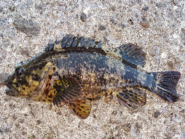 日本全国 釣り行脚 ムラソイ 熊本県宇城市 三角西港産 21年3月14日 エキサイトニュース 3 3