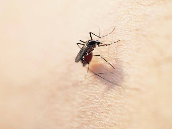 この世で最も人を殺している生物は蚊 17年12月29日 エキサイトニュース