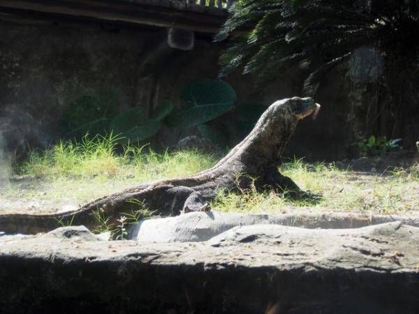 最強動物と名高いコモドドラゴンの噛む力は猫より弱い 猫より弱くても侮れない 返り討ち必至の毒のパワー 18年1月3日 エキサイトニュース