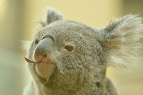 コアラはウ コを食べる コアラの赤ちゃんはユーカリの葉を食べられない 2018年1月4日 エキサイトニュース