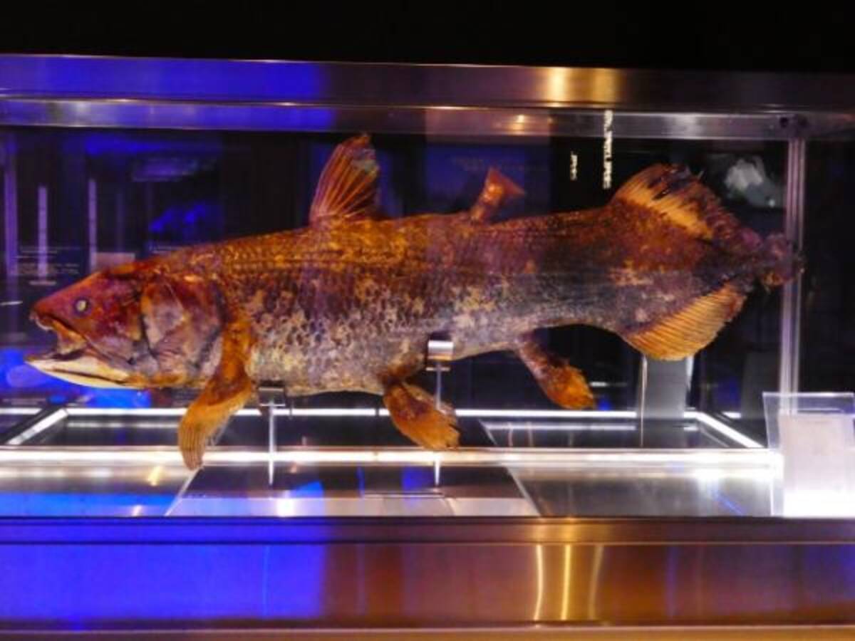 原始的な魚はうま味すらもまったく進化していなかった 18年4月8日 エキサイトニュース