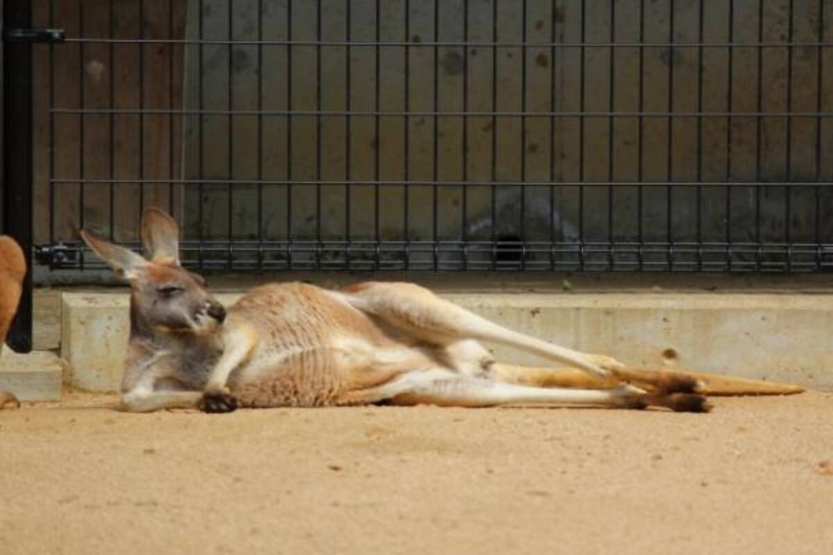 天敵のいないオーストラリアで独自の進化を遂げたカンガルーは常に前向き思考 18年4月29日 エキサイトニュース