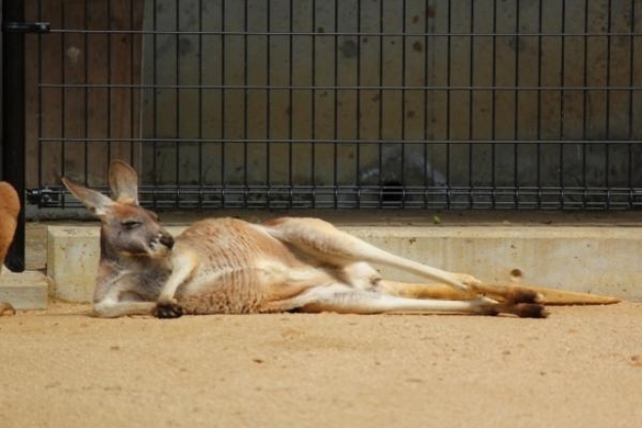 カンガルー逃走事件 日本列島はオーストラリアと化している 10年10月12日 エキサイトニュース