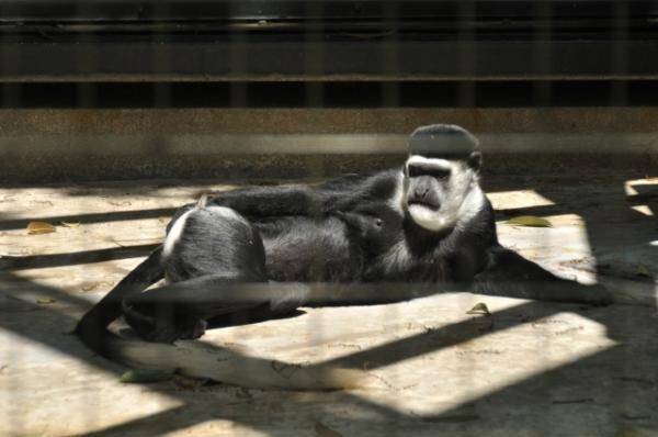 動物の不思議 性別も親子関係も気にせず互いの性器をスリスリ 18年9月15日 エキサイトニュース