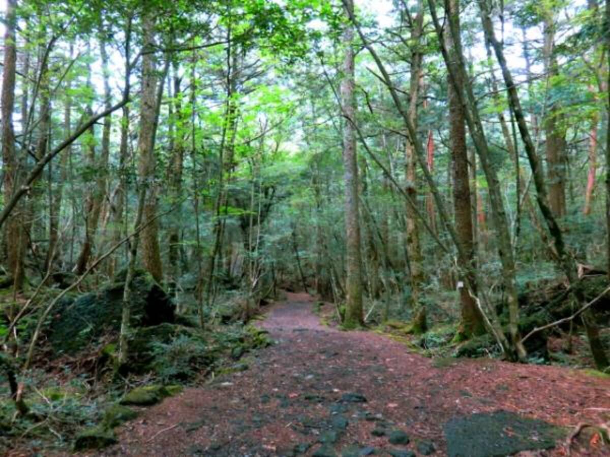 地上の迷宮青木ヶ原樹海入ったらどうなる 19年5月5日 エキサイトニュース