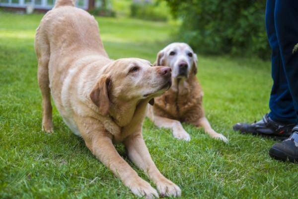 犬を飼う人 Vs 犬を食べる人 ベトナムで起こっている信じ難い対立 19年12月6日 エキサイトニュース