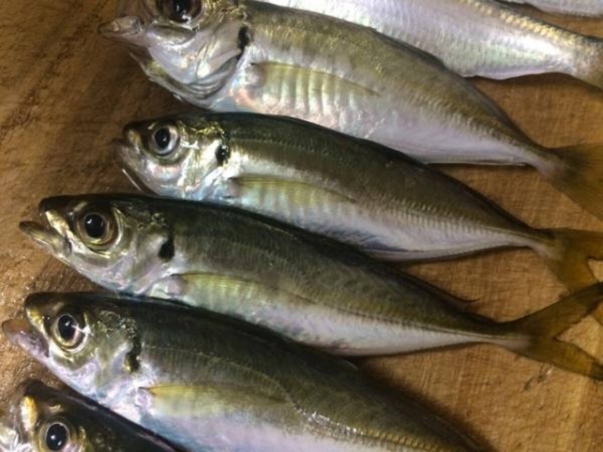 サンマに続きアジまでも不漁 地球温暖化で 庶民の味方 が大ピンチ 年9月4日 エキサイトニュース