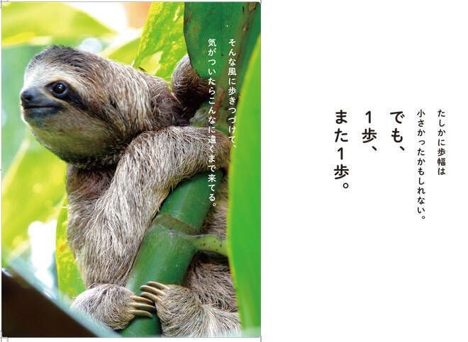 ナマケモノがまた見てた 格安 ナマケモノがまた見てた 格安