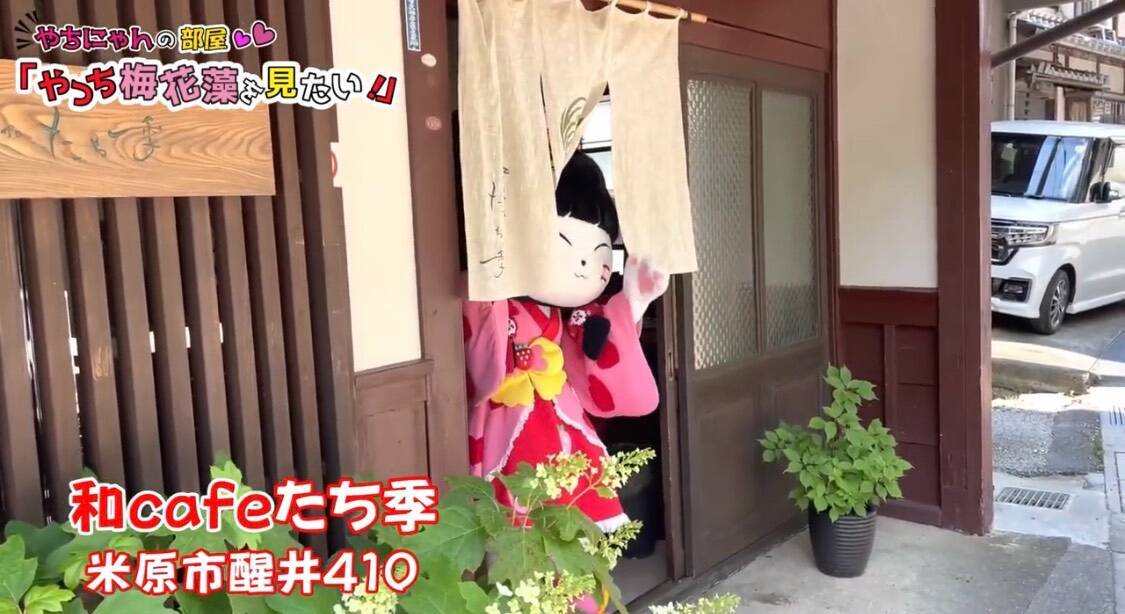 滋賀県彦根市のご当地キャラ やちにゃんが 梅花藻 を見に地蔵川をお散歩 21年7月日 エキサイトニュース 滋賀県彦根市のご当地キャラ やちにゃんが 梅花藻 を見に地蔵川をお散歩 21年7月日 エキサイトニュース