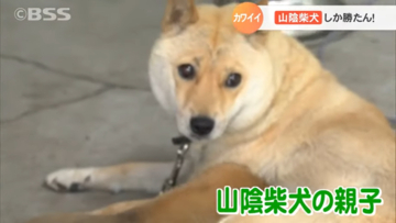 全国に500匹　山陰柴犬の親子を比和谷恭子が取材「連れて帰ってもいいですか…」