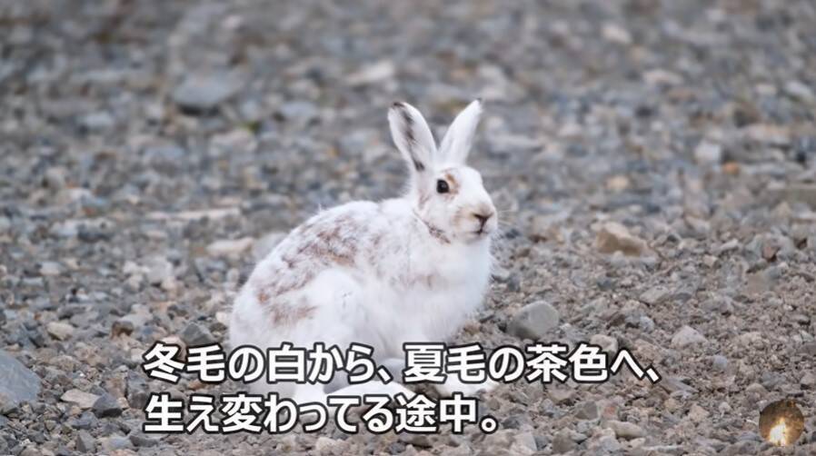 野生のウサギや鹿との出会いも 北海道十勝地方でグルメや白樺樹液採取を楽しむぶらり旅 21年4月29日 エキサイトニュース