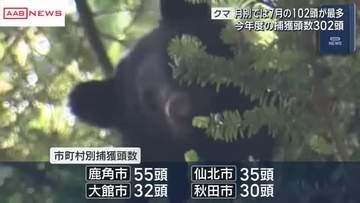 秋田県内のクマ捕獲頭数　今年度は302頭　7月は最多の102頭　人身事故は7人に