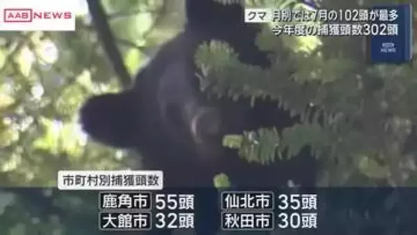 秋田県内のクマ捕獲頭数　今年度は302頭　7月は最多の102頭　人身事故は7人に