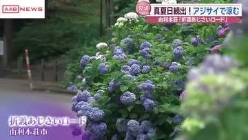 真夏の暑さとなる中…涼しげなアジサイが見頃　秋田・由利本荘市の折渡峠　ドライブがてら楽しめます